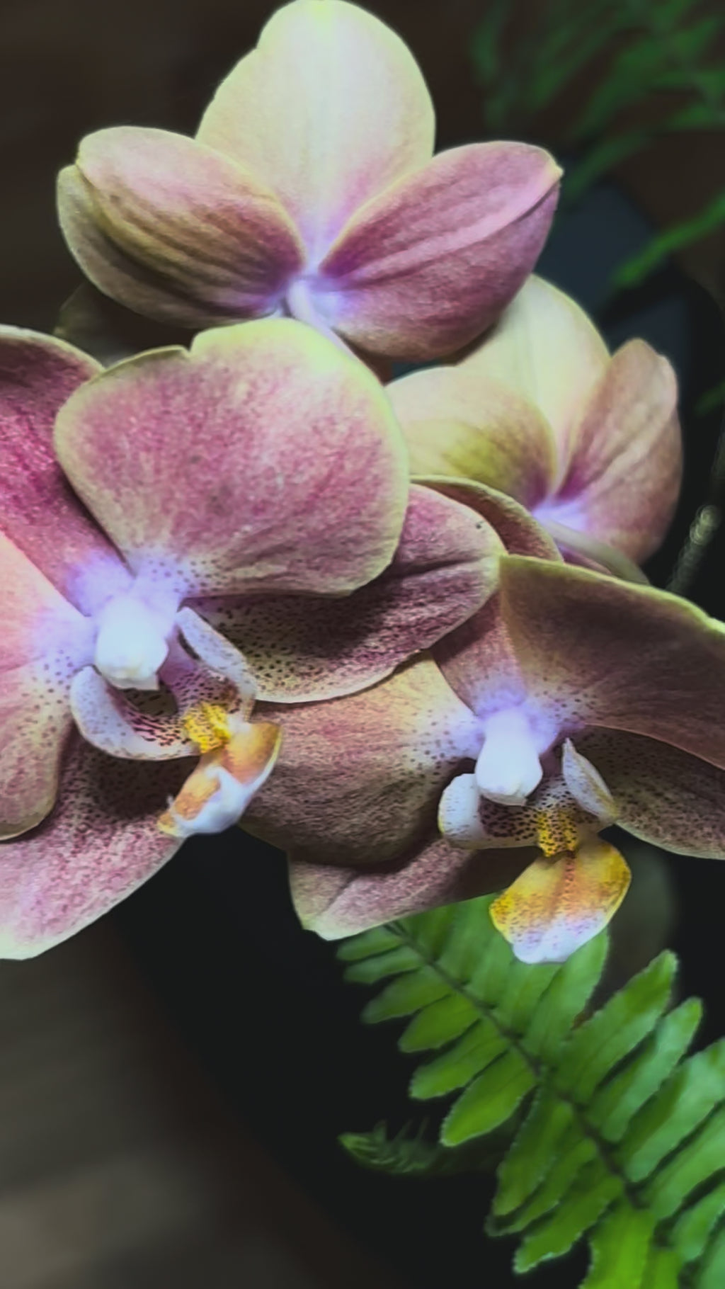 Eternal Orchid Necklace in Medium Tan/Yellow