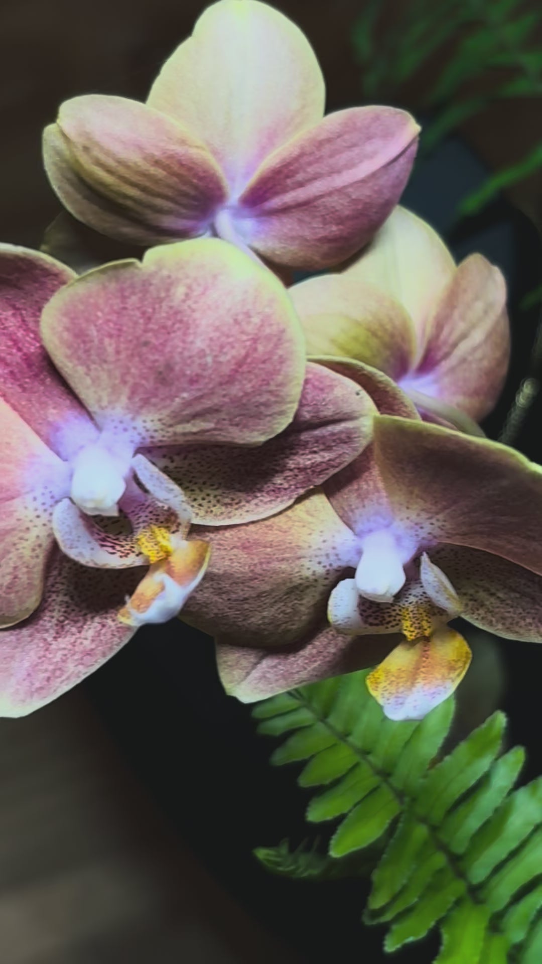 Eternal Orchid Necklace in Medium Tan/Yellow